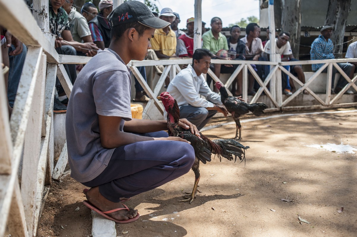 Choi ga: Mon the thao de kiem tien o Madagascar-Hinh-2